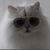 chatblanc