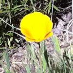 calipoppy