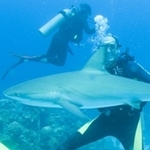davidscubadiver