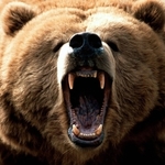 KumaBear