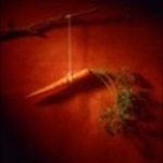 chasethecarrot