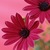 7Daisies