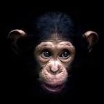 Tomicus
