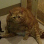 chairmankitty