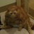 chairmankitty