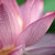 frozen_lotus