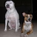 pitbullmomma