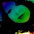 theshanman97
