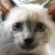 MarcoGraywolf
