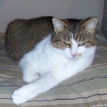 BellyBurner