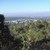 copihue88
