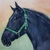percheron