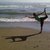 xchorse
