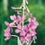 frozen_fireweed