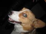 georgieporgie