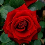 shagun