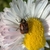 bugbutt
