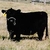 averysmallcow