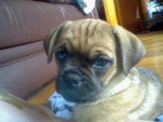 PuppyPrincess