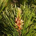 pinetree_70