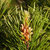 pinetree_70