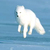 arctic_fox