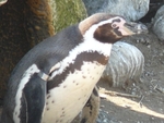 Penguin1