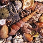 AMAllocco