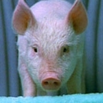 serottajoe
