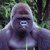 hitandrunonline