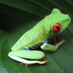 AussiMike